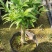竹柏老桩盆栽，平安树，驱蚊树，吸收甲醛，净化空气