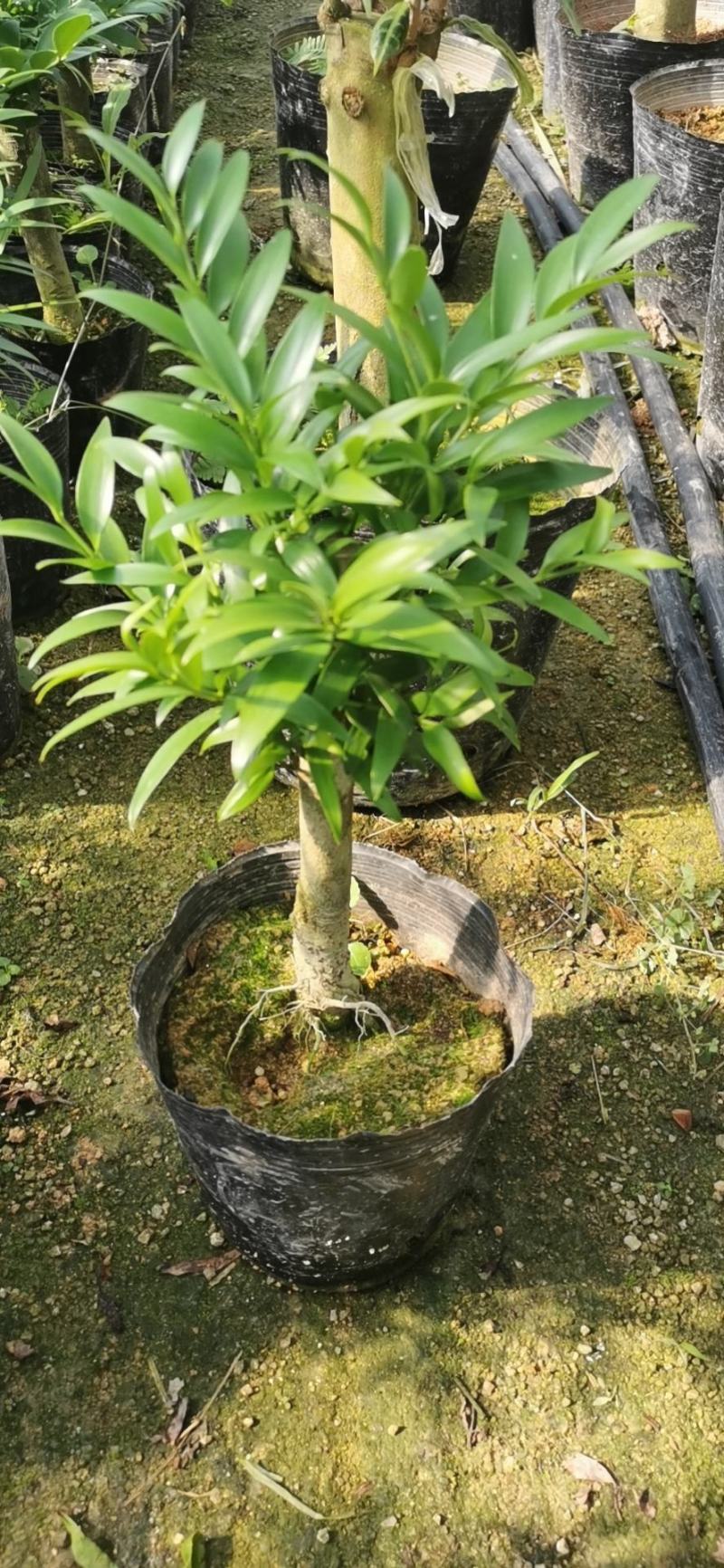 竹柏老桩盆栽，平安树，驱蚊树，吸收甲醛，净化空气