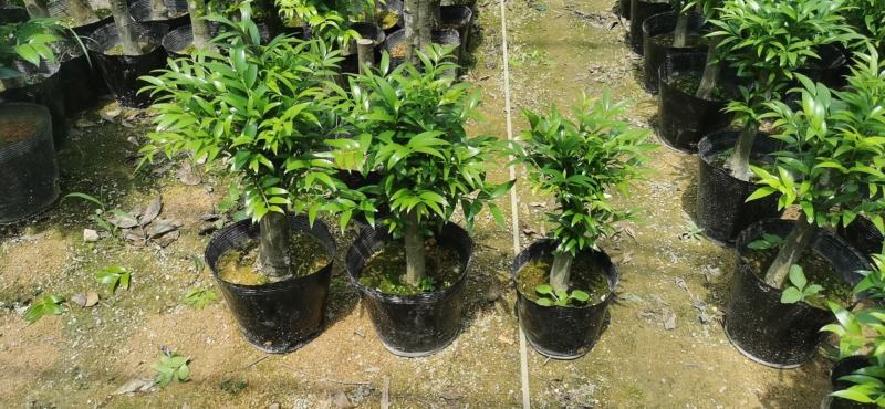 竹柏老桩盆栽，平安树，驱蚊树，吸收甲醛，净化空气