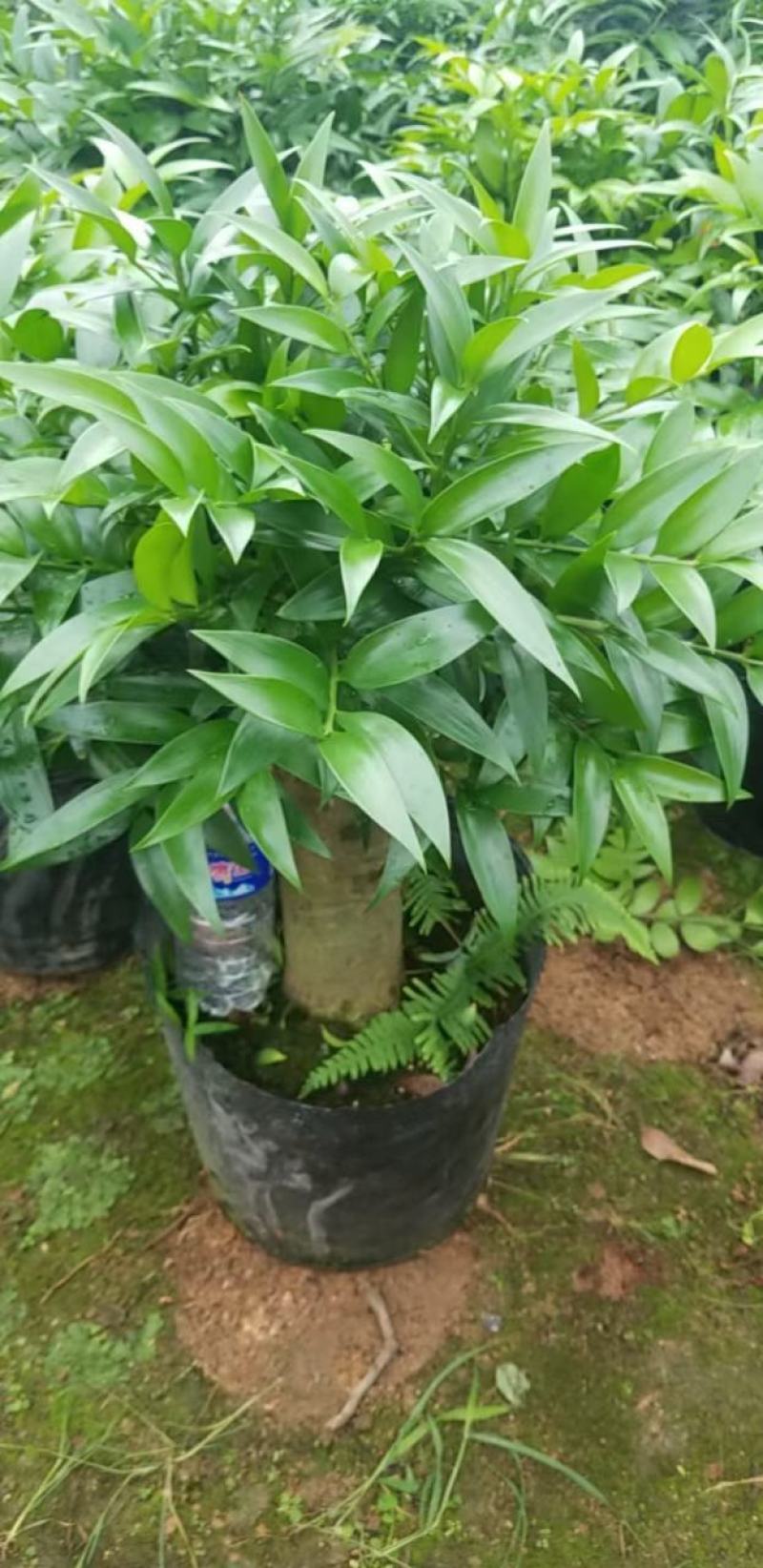 竹柏老桩盆栽，平安树，驱蚊树，吸收甲醛，净化空气