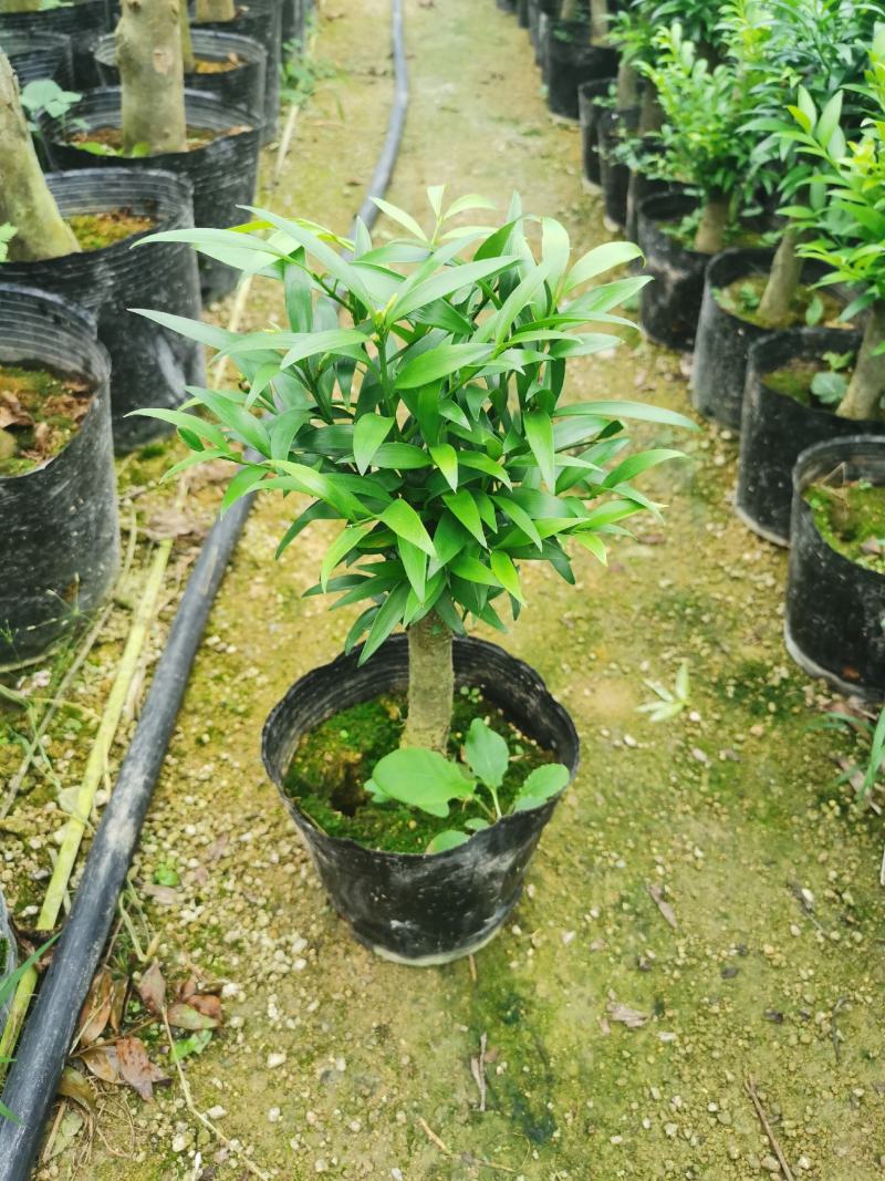 竹柏老桩盆栽，平安树，驱蚊树，吸收甲醛，净化空气
