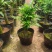 竹柏老桩盆栽，平安树，驱蚊树，吸收甲醛，净化空气