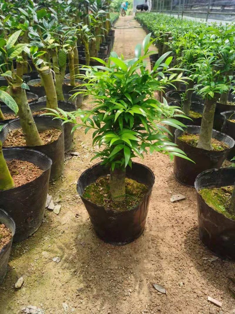竹柏老桩盆栽，平安树，驱蚊树，吸收甲醛，净化空气