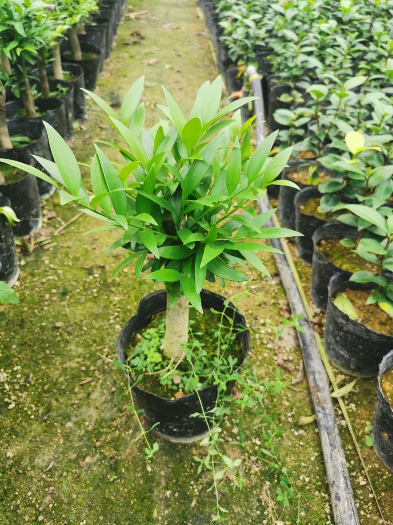 竹柏老桩盆栽，平安树，驱蚊树，吸收甲醛，净化空气