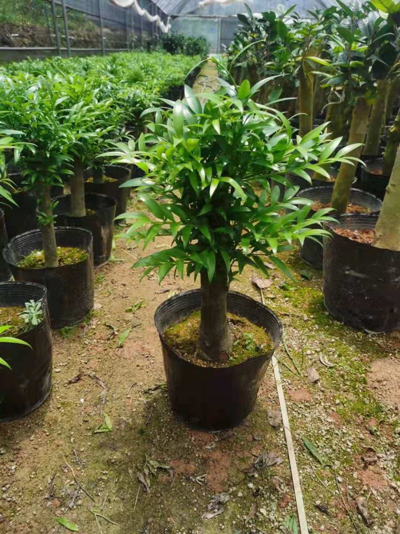 竹柏老桩盆栽，平安树，驱蚊树，吸收甲醛，净化空气