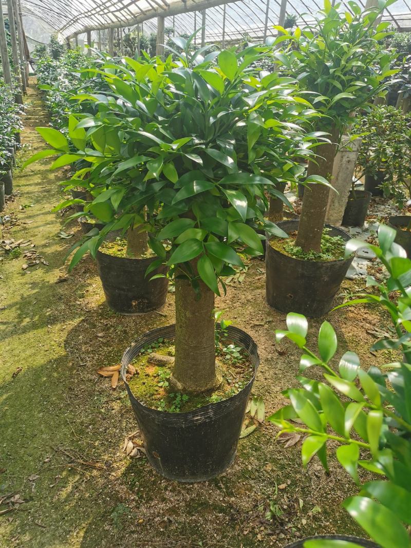 竹柏老桩盆栽，平安树，驱蚊树，吸收甲醛，净化空气