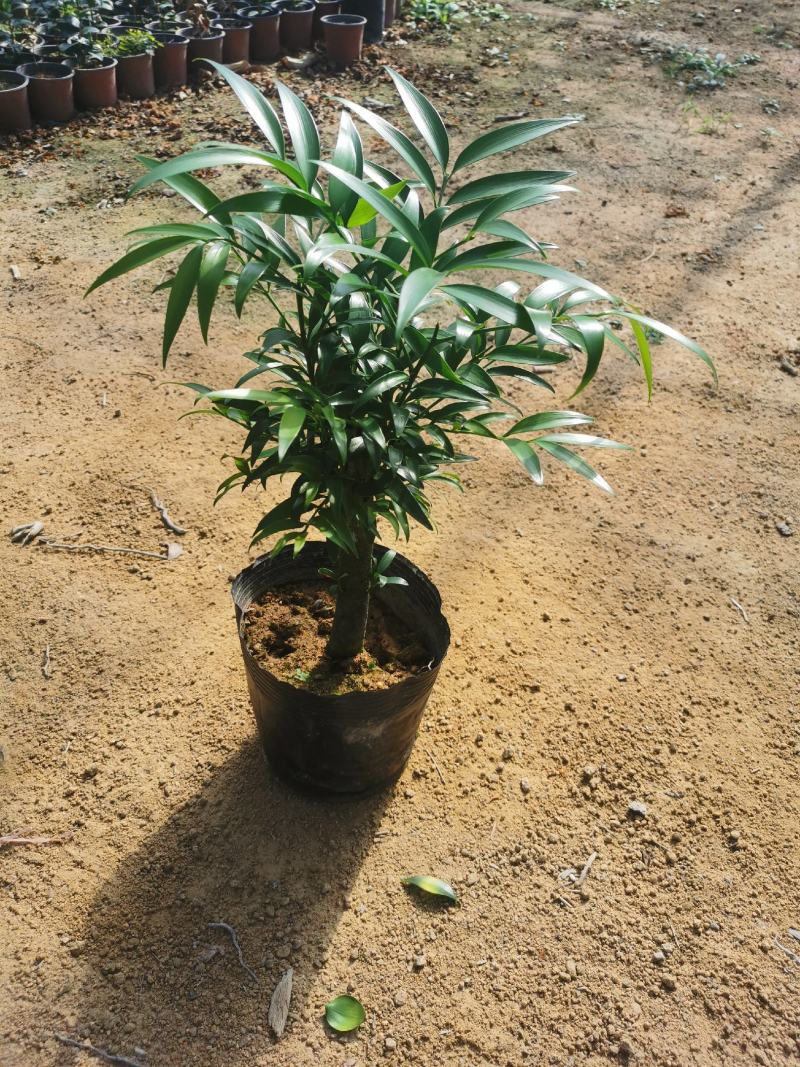 竹柏老桩盆栽，平安树，驱蚊树，吸收甲醛，净化空气