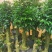 竹柏老桩盆栽，平安树，驱蚊树，吸收甲醛，净化空气