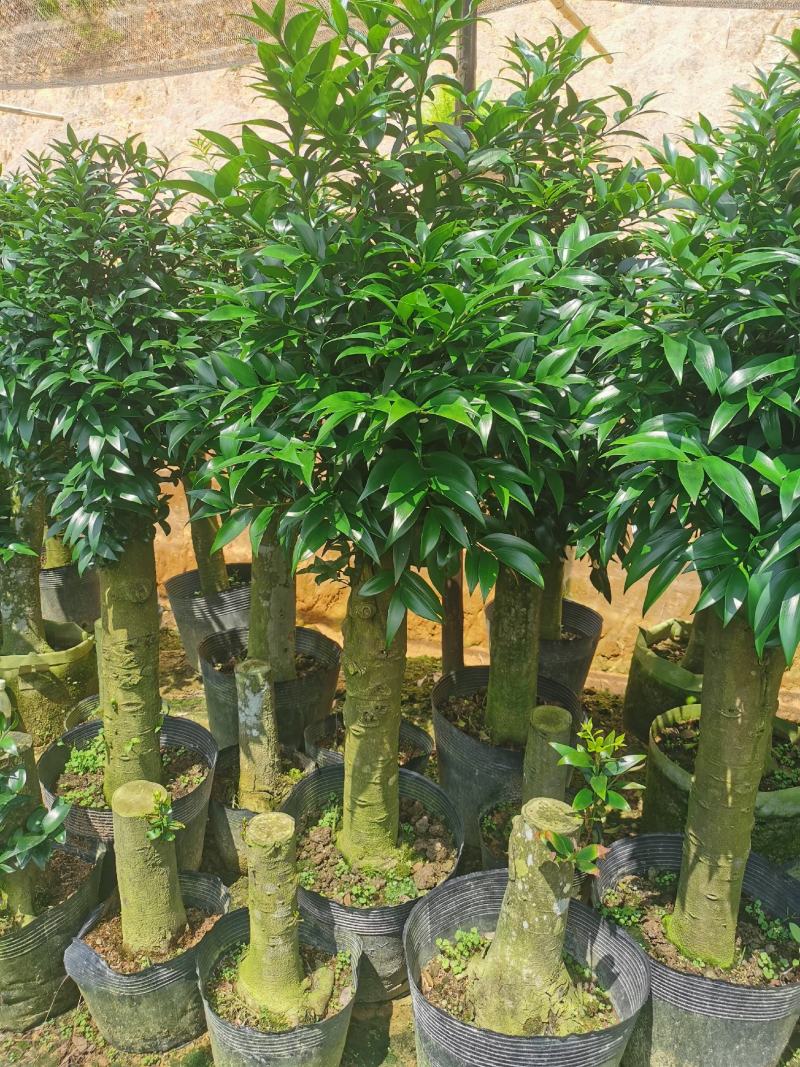 竹柏老桩盆栽，平安树，驱蚊树，吸收甲醛，净化空气