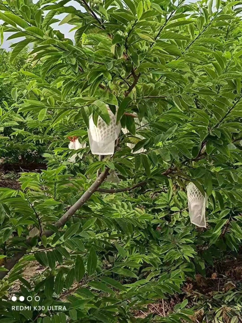 林檎