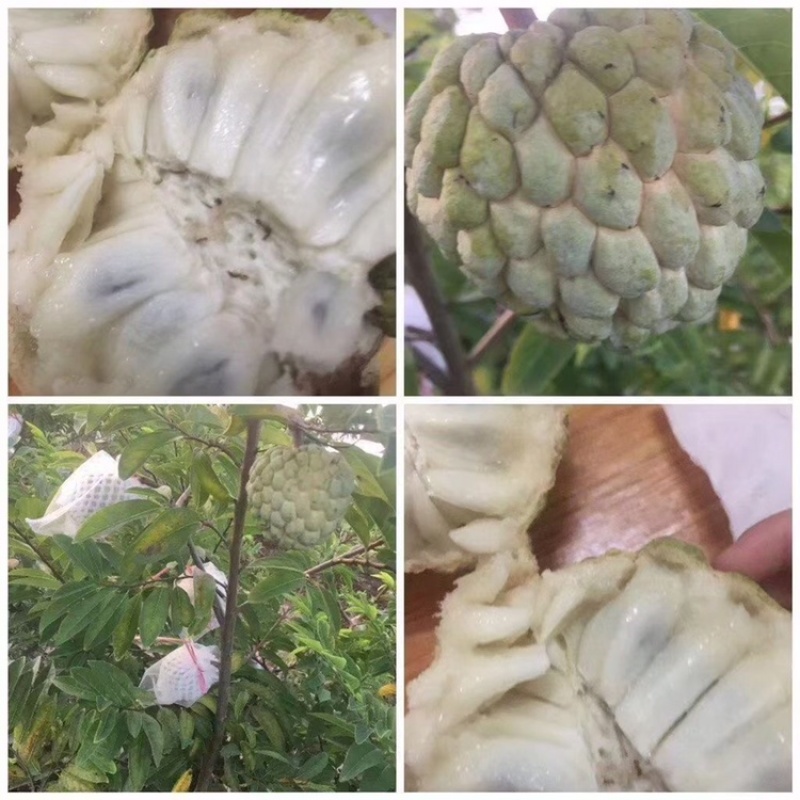 林檎