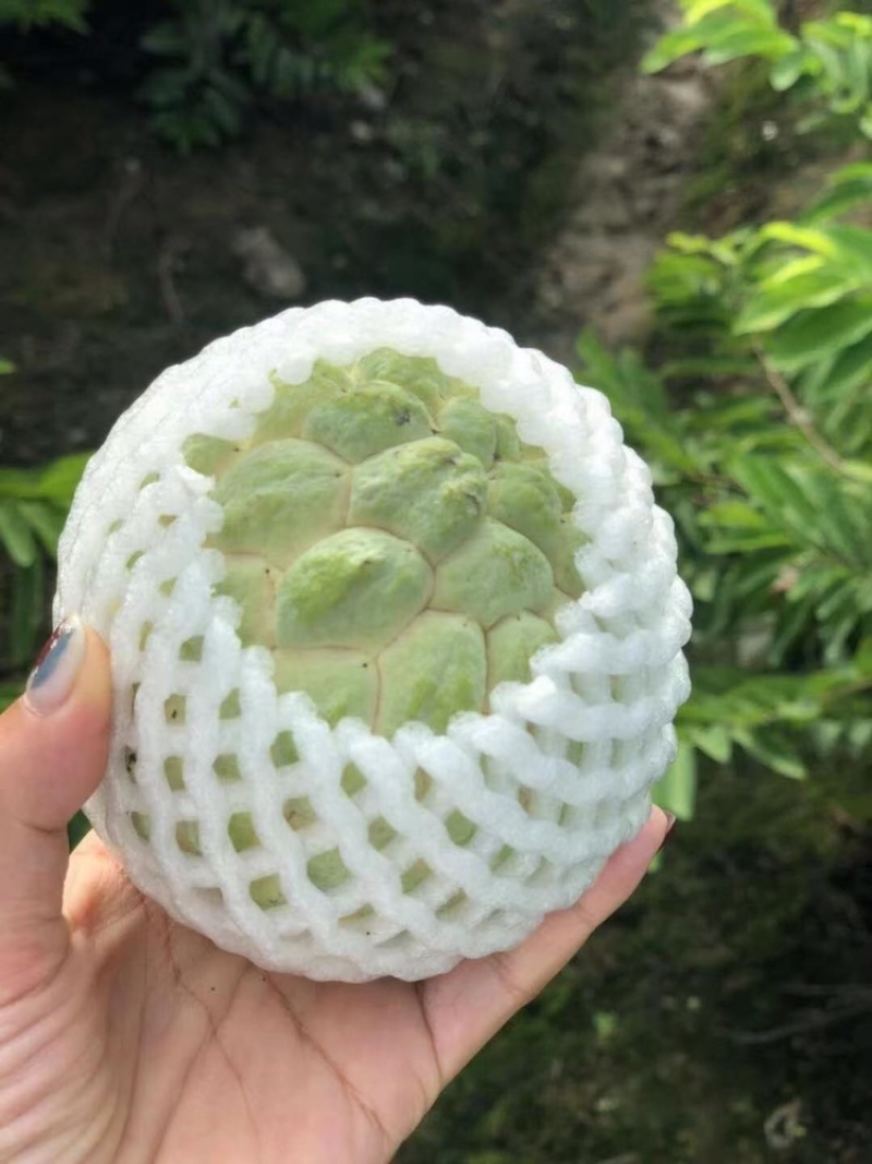林檎