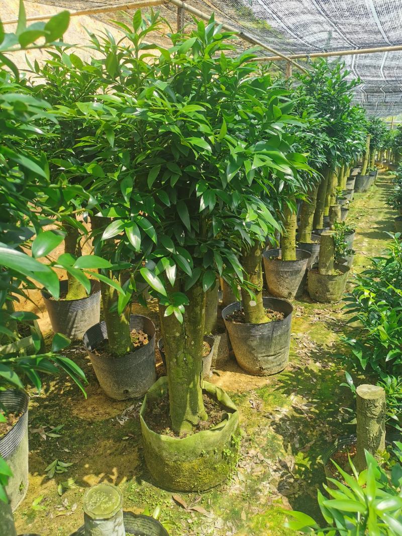 竹柏老桩盆栽，平安树，驱蚊树，吸收甲醛，净化空气