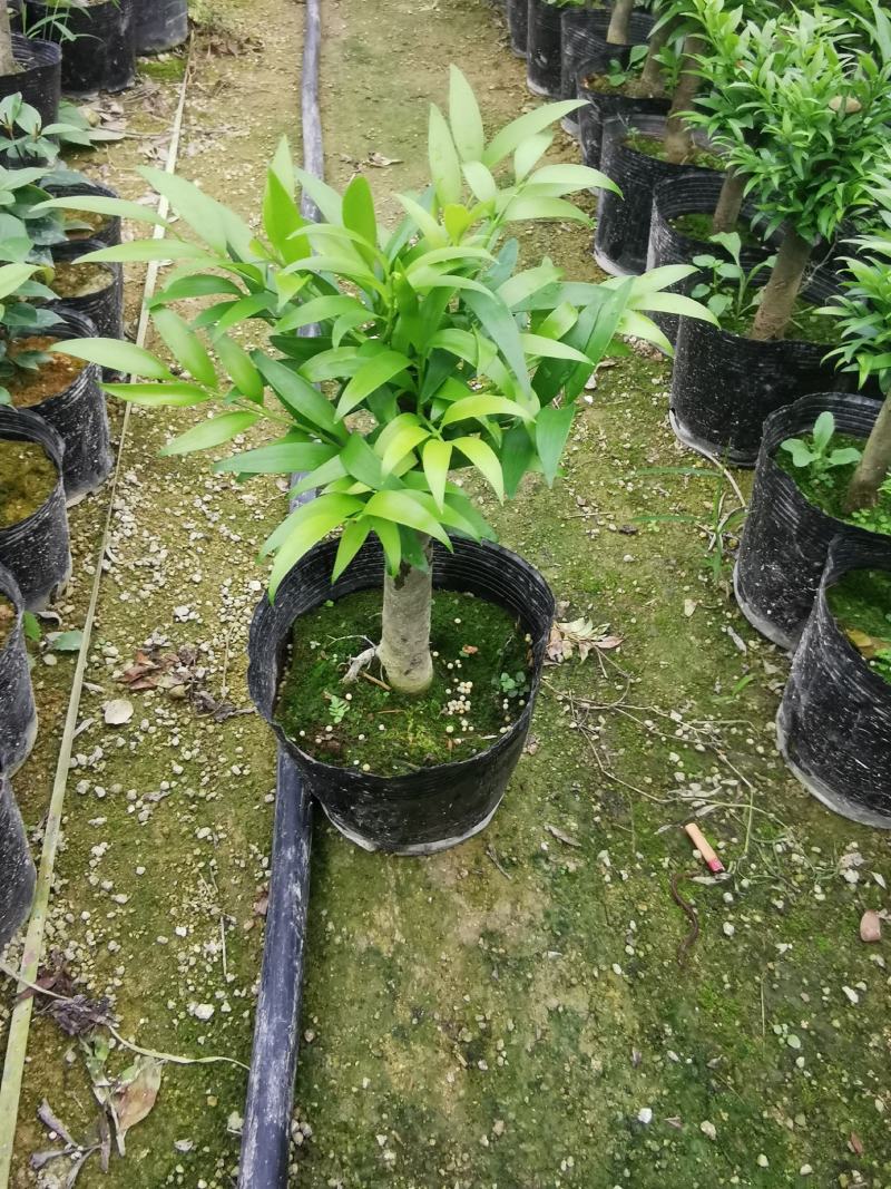 竹柏老桩盆栽，平安树，驱蚊树，吸收甲醛，净化空气