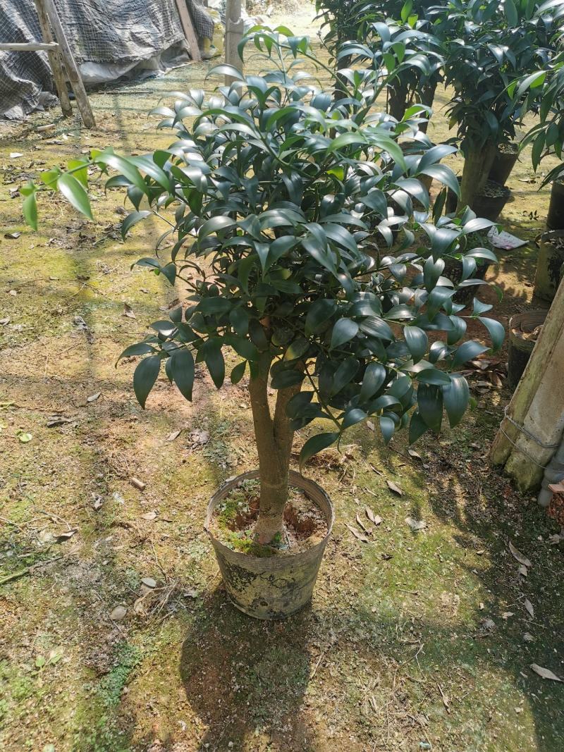 竹柏老桩盆栽，平安树，驱蚊树，吸收甲醛，净化空气