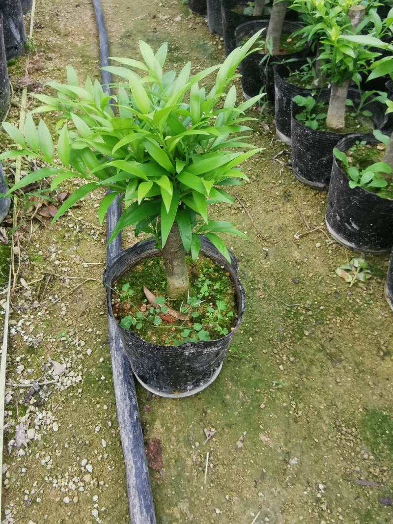 竹柏老桩盆栽，平安树，驱蚊树，吸收甲醛，净化空气