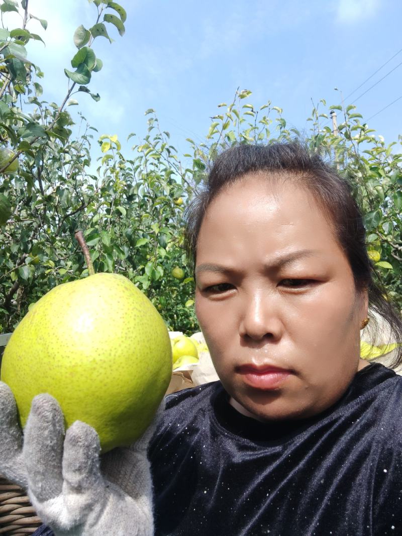 自家果园鸭梨，雪花梨己成熟，成色好，水多，味甜，买梨找我
