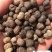 棕榈子，棕榈树子饱满个大今年新货经营千余种中药材欢迎购买
