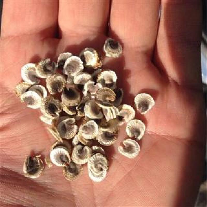蜀葵子，蜀葵花子果实饱满经营千余种中药材欢迎咨询购买！