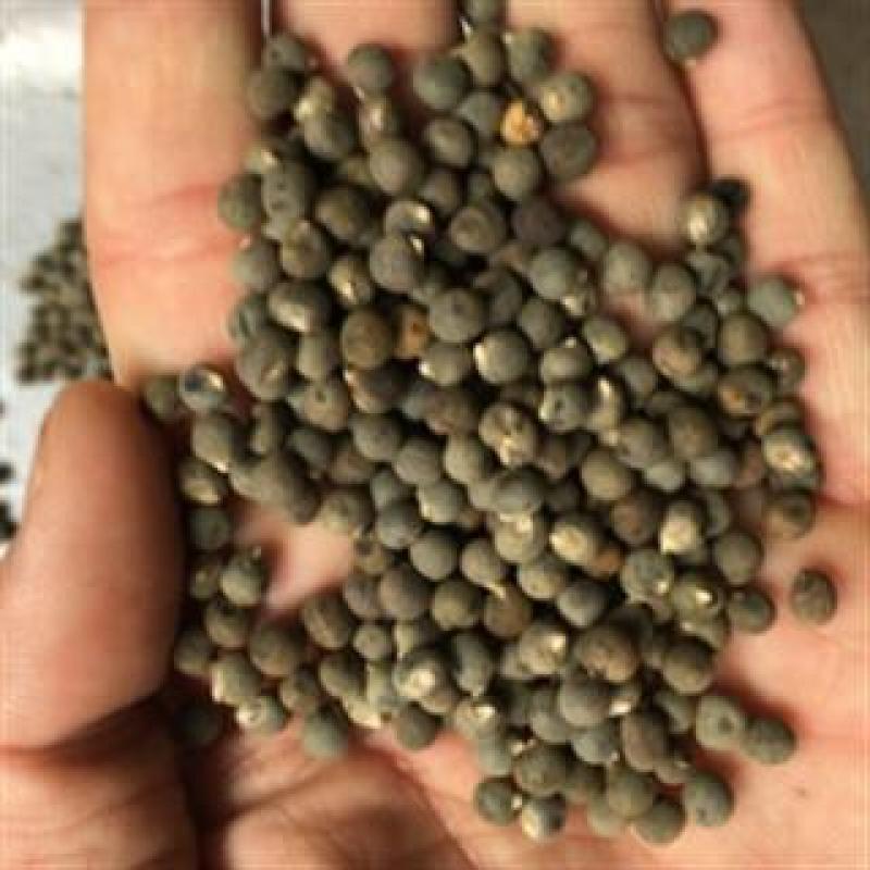 黄蜀葵子，秋葵子颗粒饱满干净无杂经营千余种中药材！