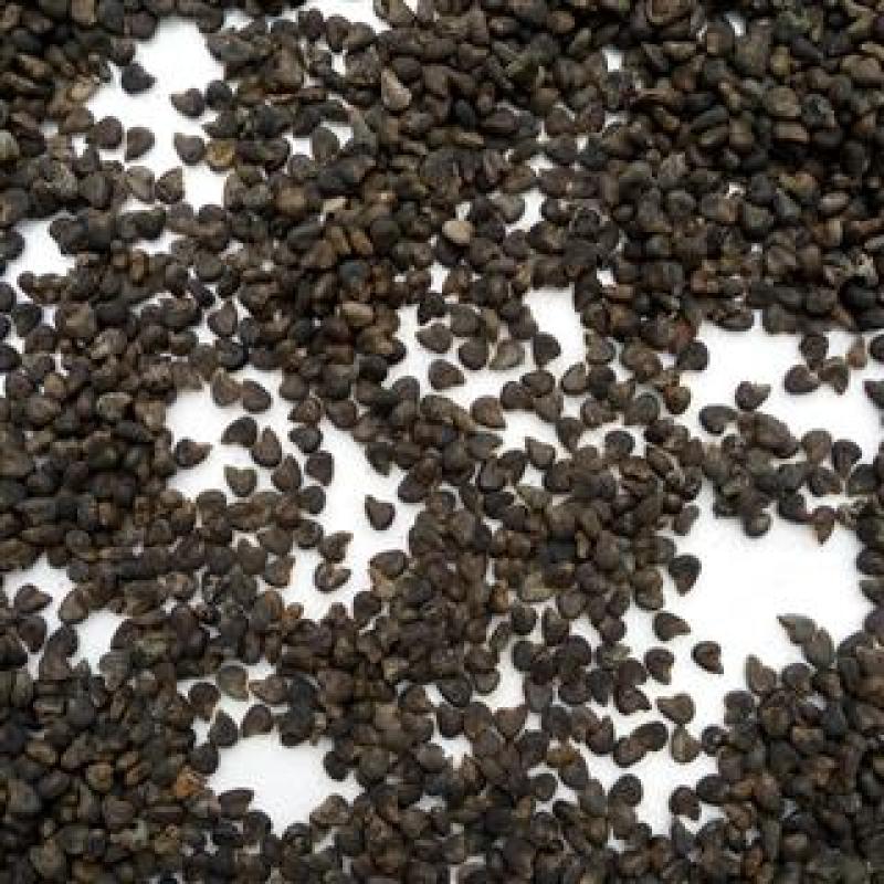 冬葵子，苘麻子干净无杂质量保证经营千余种中药材欢迎咨询购