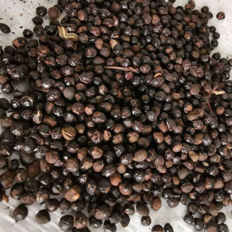椒目，川椒目，川花椒籽新货干净无杂，欢迎咨询购买！