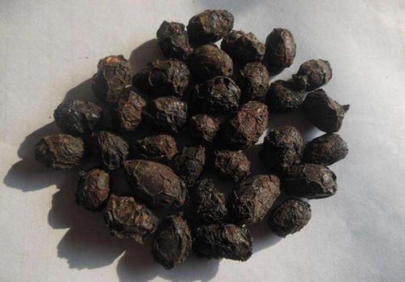 广枣，南酸枣精品新货，个头大颜色正肉质厚二斤起批不包邮