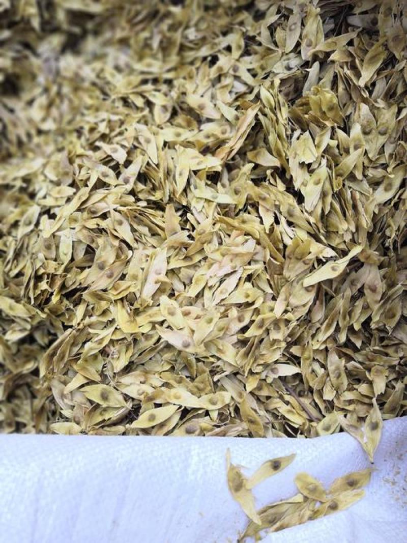 凤眼果，凤眼草新货，椿树果颜色好干净无杂
