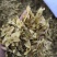 凤眼果，凤眼草新货，椿树果颜色好干净无杂