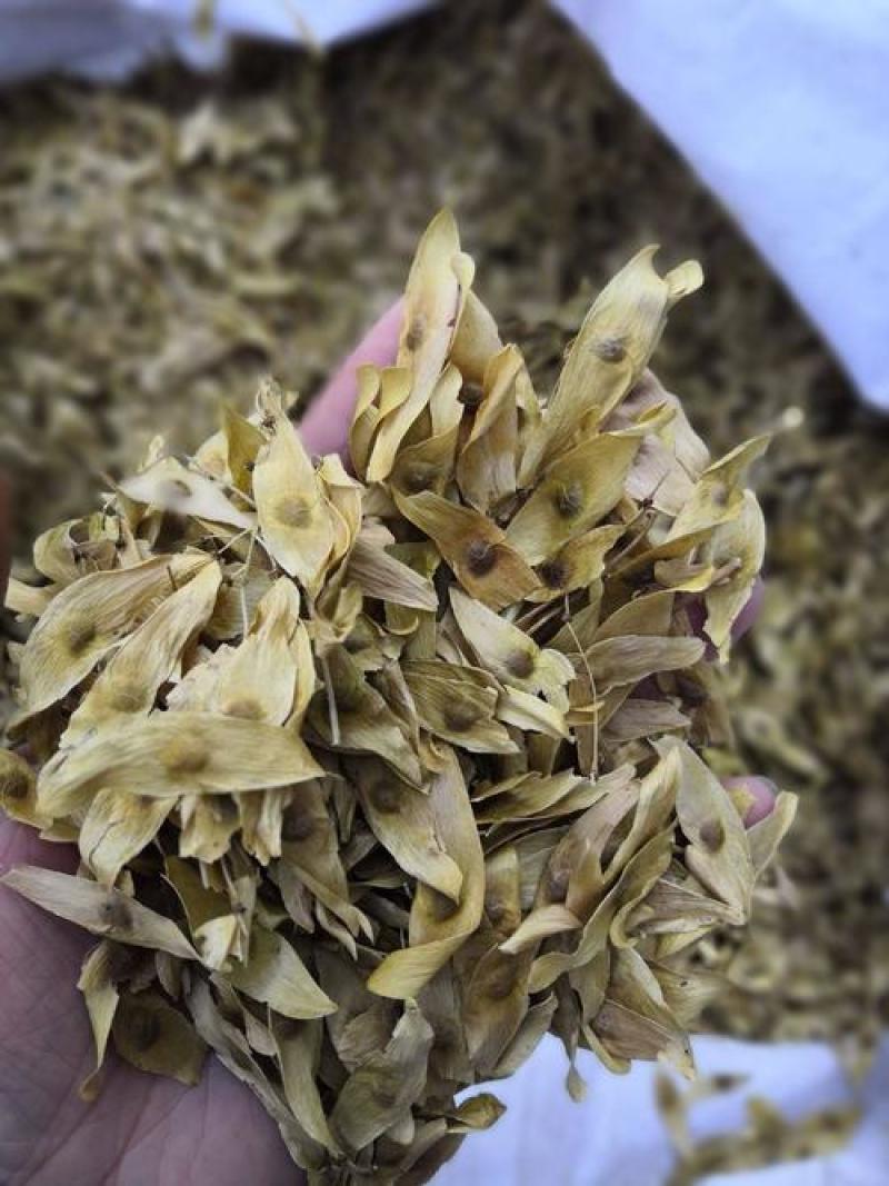 凤眼果，凤眼草新货，椿树果颜色好干净无杂