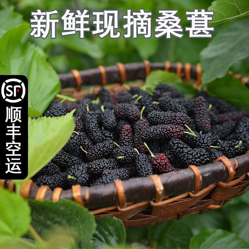 【推荐】精品桑葚干产地货源颗颗精选手工采摘美味