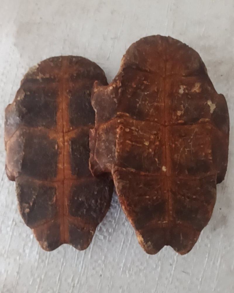 龟板正品旱龟板炒龟板产地直销质量保证