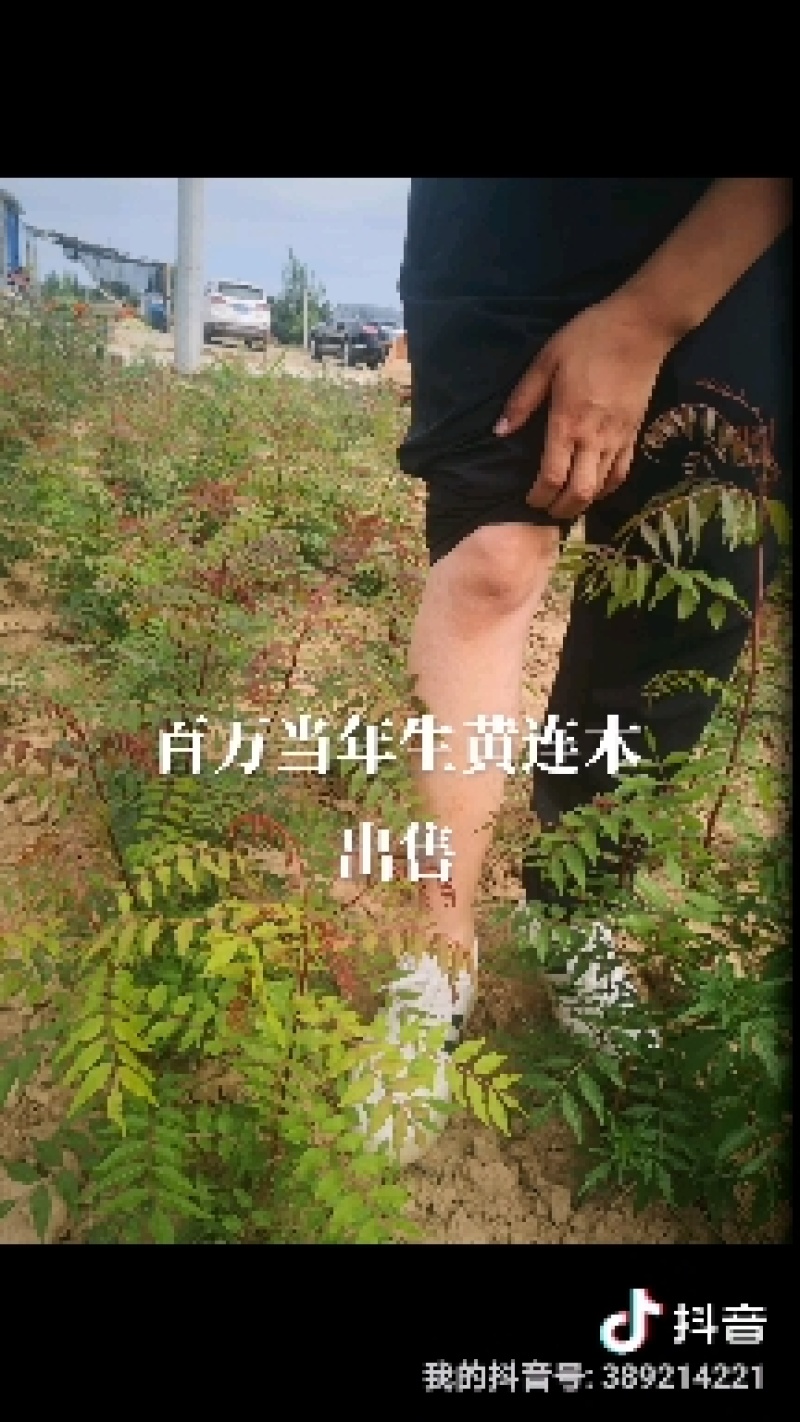 黄连木树苗