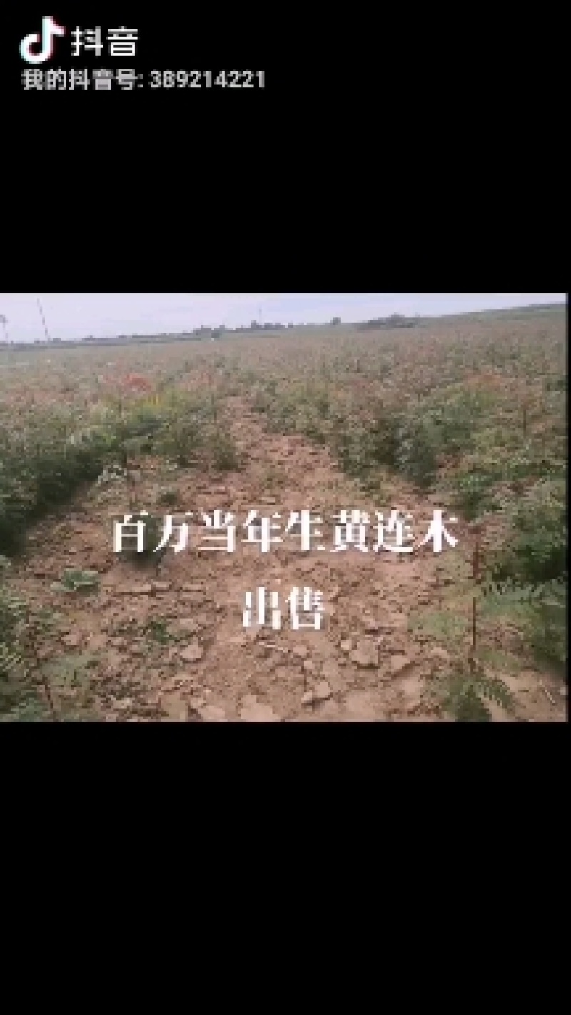 黄连木树苗