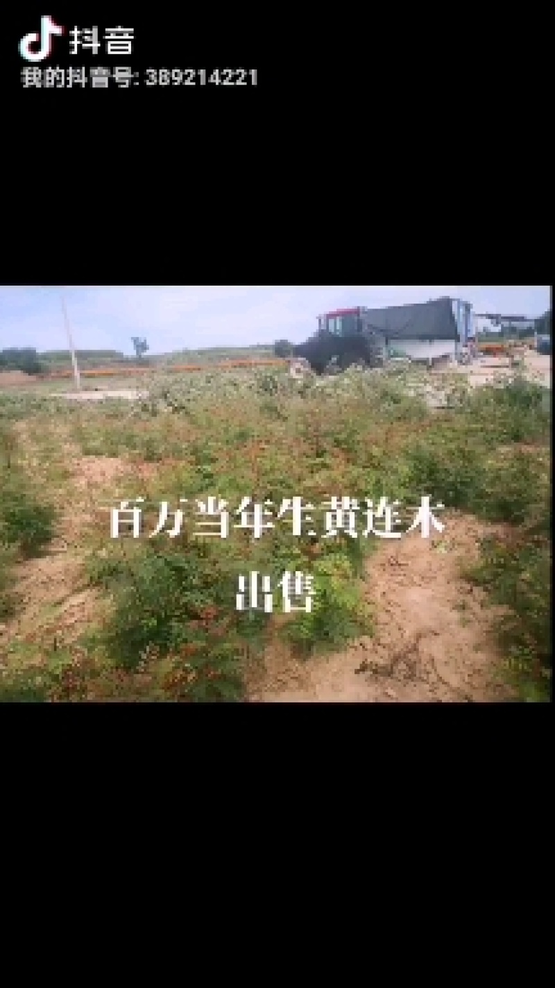 黄连木树苗