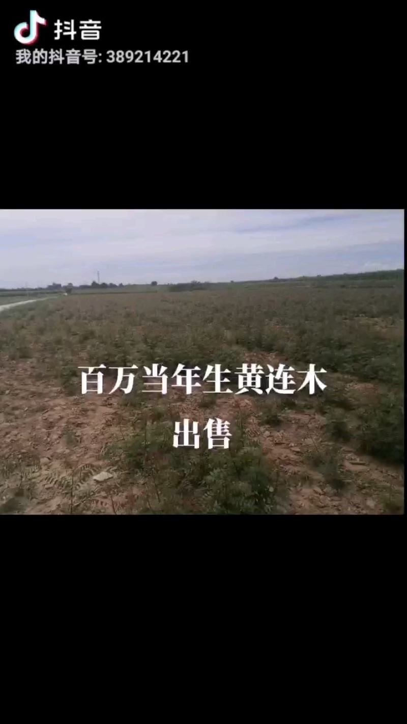 黄连木树苗