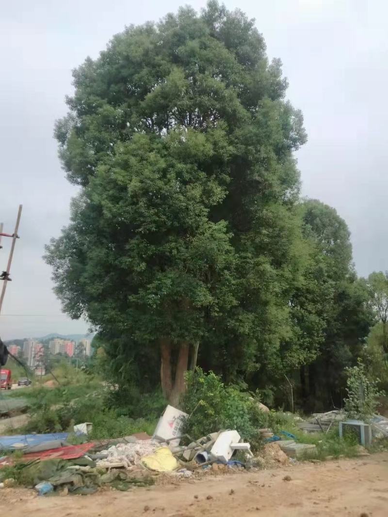 丛生香樟质量保证樟树低价出售基地发货视频看货