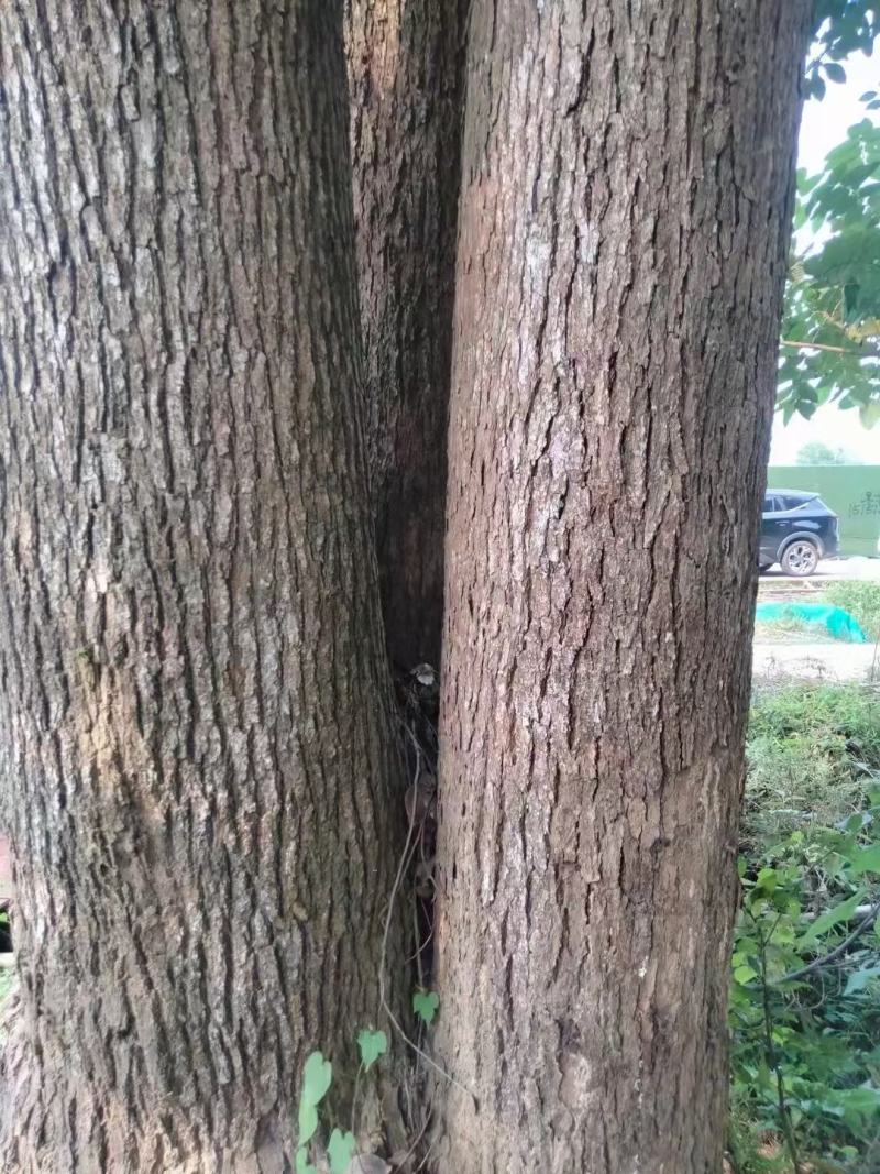 丛生香樟质量保证樟树低价出售基地发货视频看货