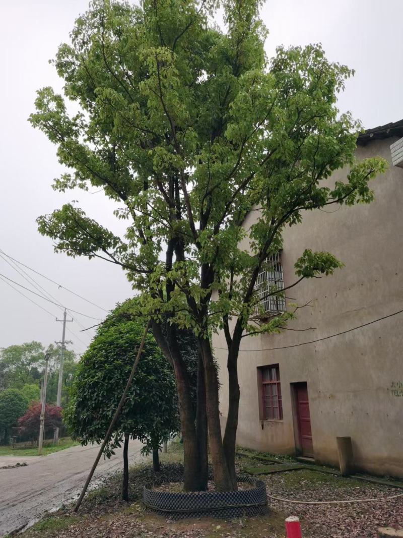 丛生香樟质量保证樟树低价出售基地发货视频看货