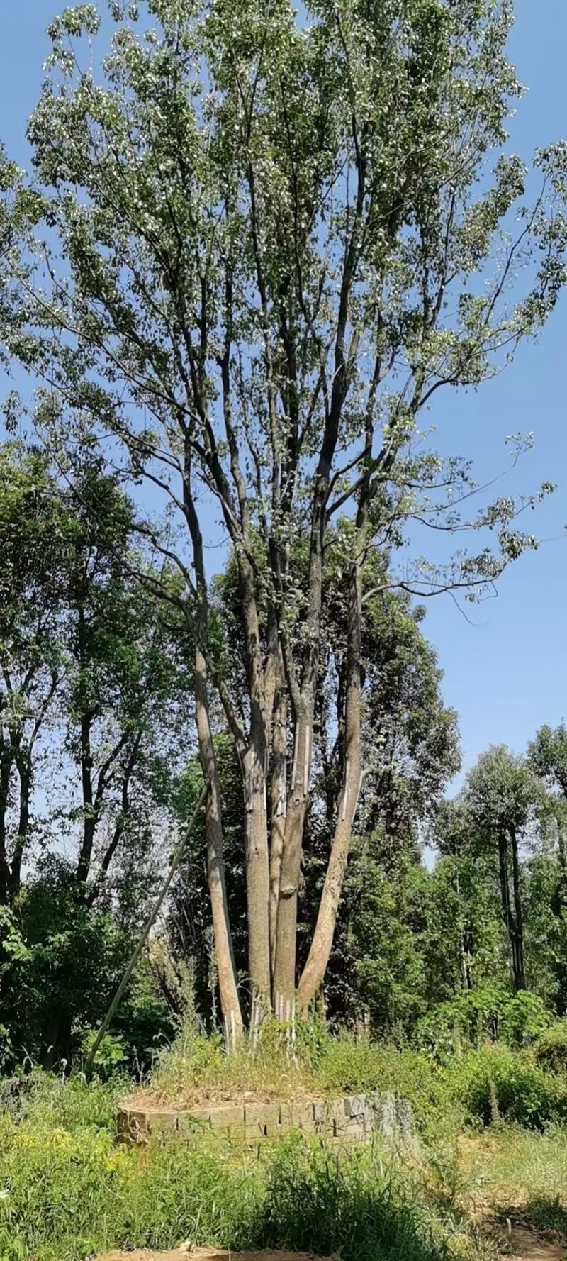 丛生香樟质量保证樟树低价出售基地发货视频看货