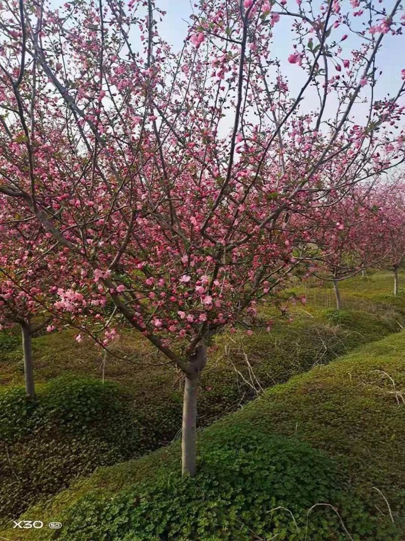 垂丝海棠，200亩垂丝海棠精品定植苗3～15公分量大价优