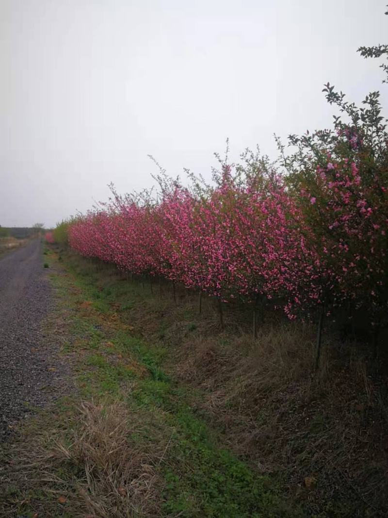 垂丝海棠，200亩垂丝海棠精品定植苗3～15公分量大价优
