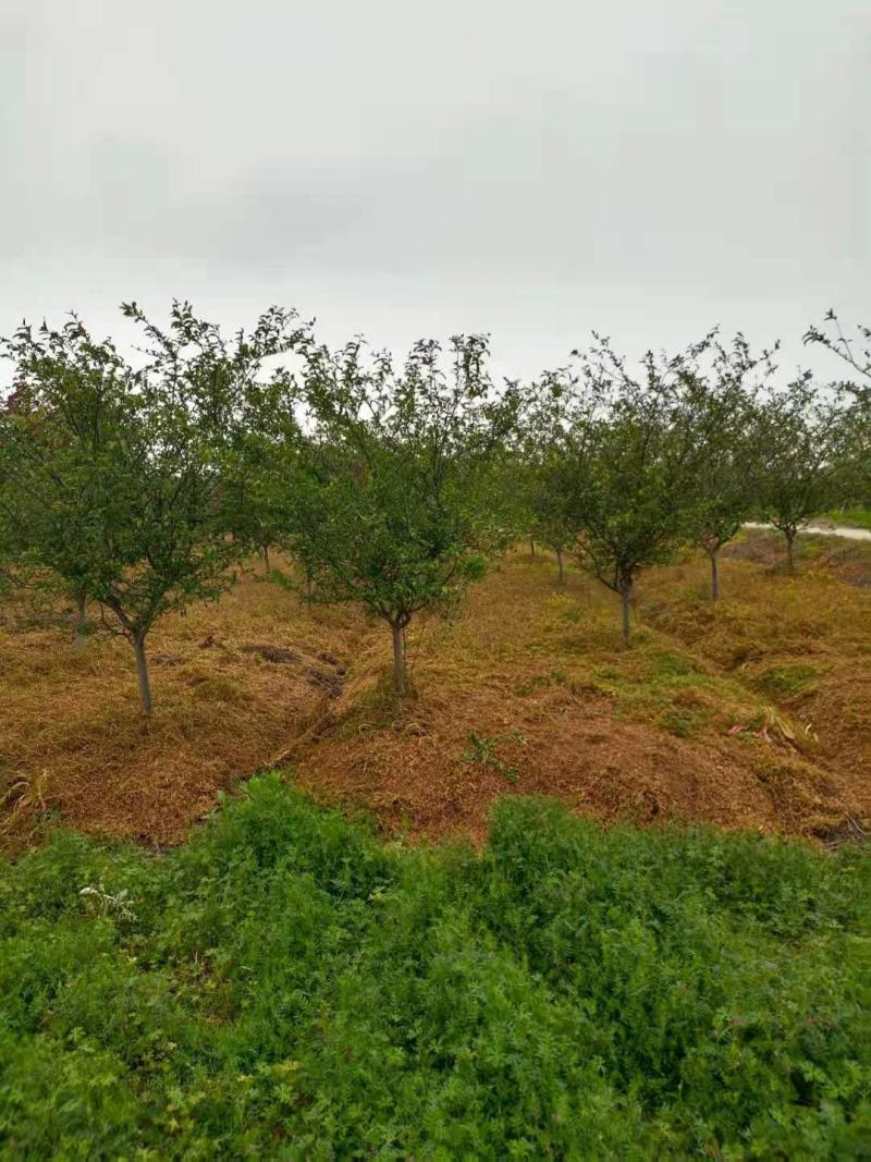 垂丝海棠，200亩垂丝海棠精品定植苗3～15公分量大价优