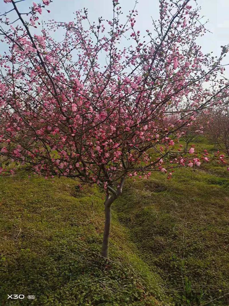 垂丝海棠，200亩垂丝海棠精品定植苗3～15公分量大价优