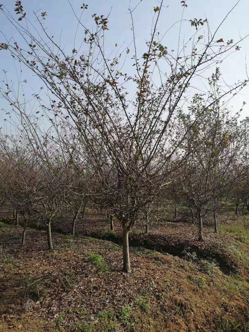 垂丝海棠，200亩垂丝海棠精品定植苗3～15公分量大价优