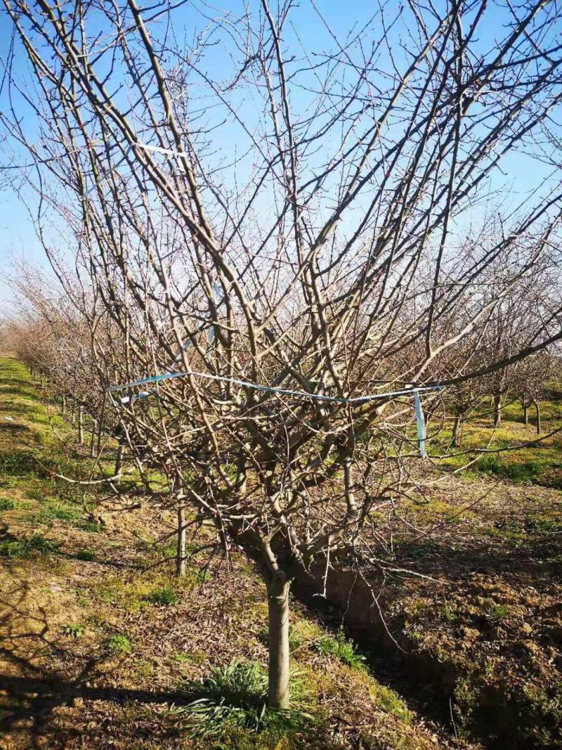 垂丝海棠，200亩垂丝海棠精品定植苗3～15公分量大价优