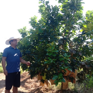 湖南宁益苗木合作社大量直供低分枝柚子树