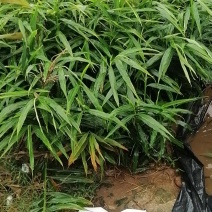 行唐大姜