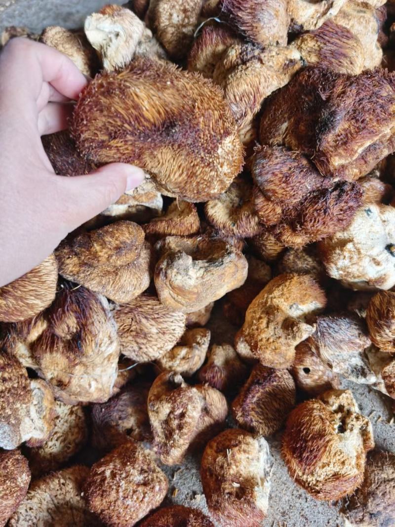 东北大兴安岭纯野生猴头菇干货野生菌干品食用菌干货