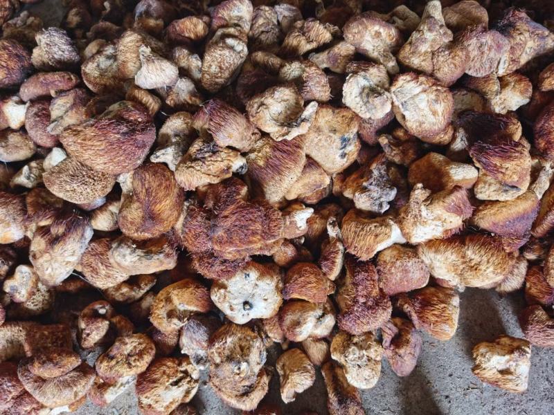 东北大兴安岭纯野生猴头菇干货野生菌干品食用菌干货